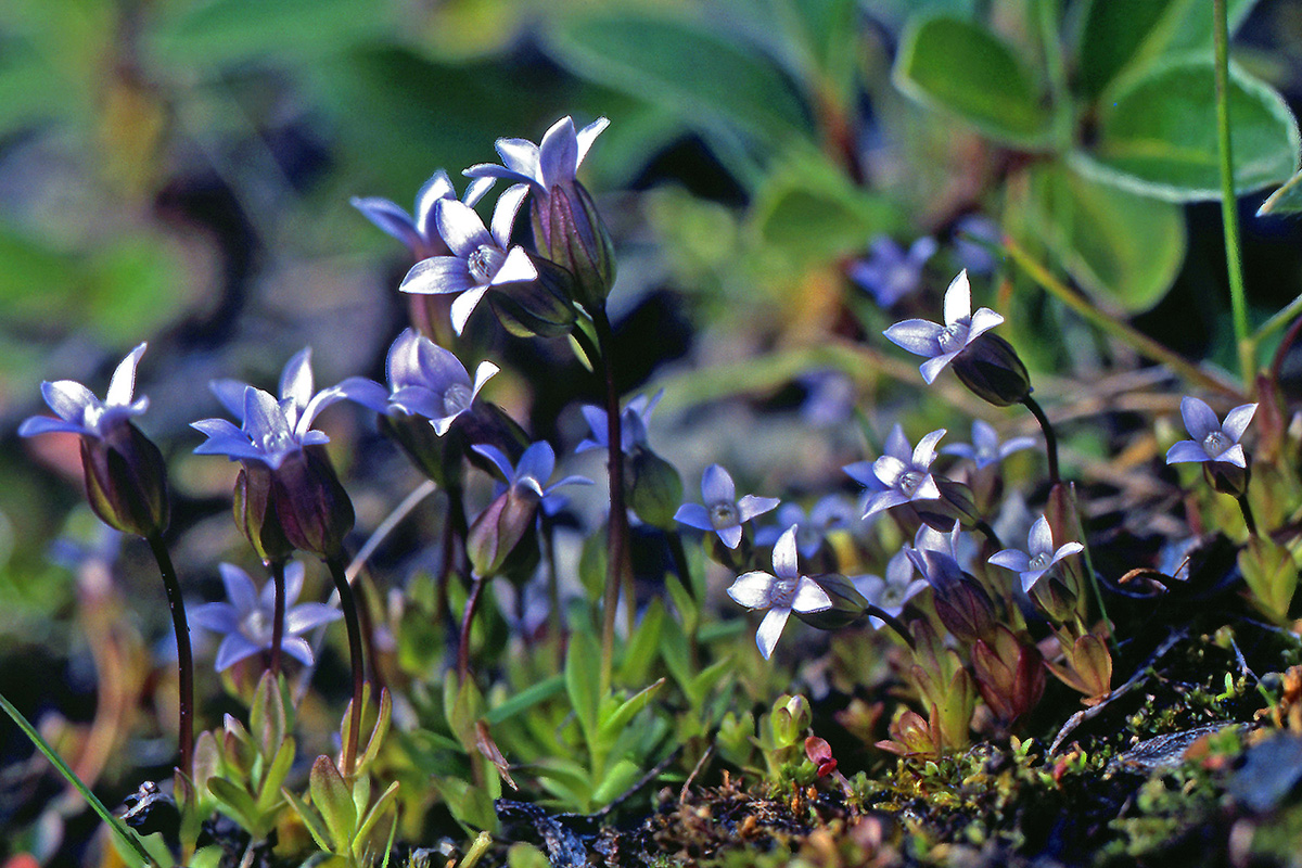 Gentianaceae Comastoma tenellum
