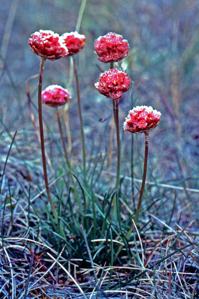 Plumbaginaceae Armeria maritima