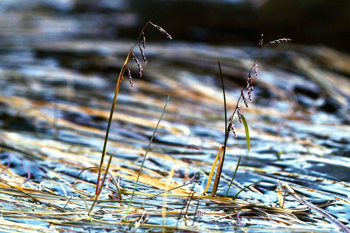 Poaceae Pleuropogon sabinei