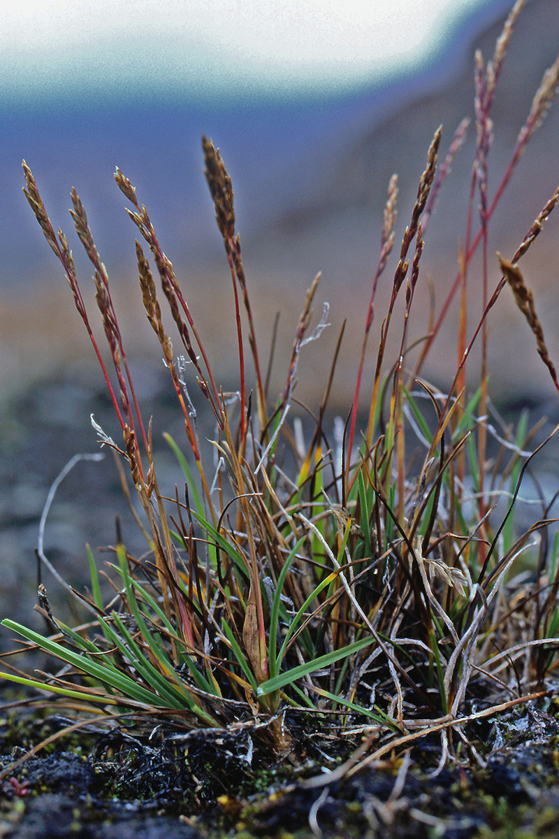 Poaceae Puccinellia vahliana