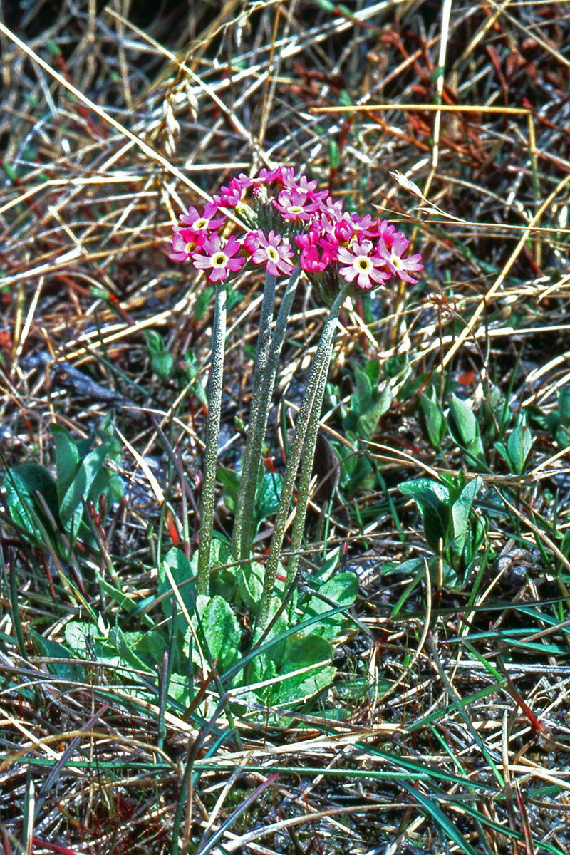 Primulaceae Primula stricta