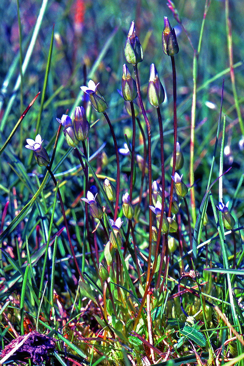 Gentianaceae Comastoma tenellum