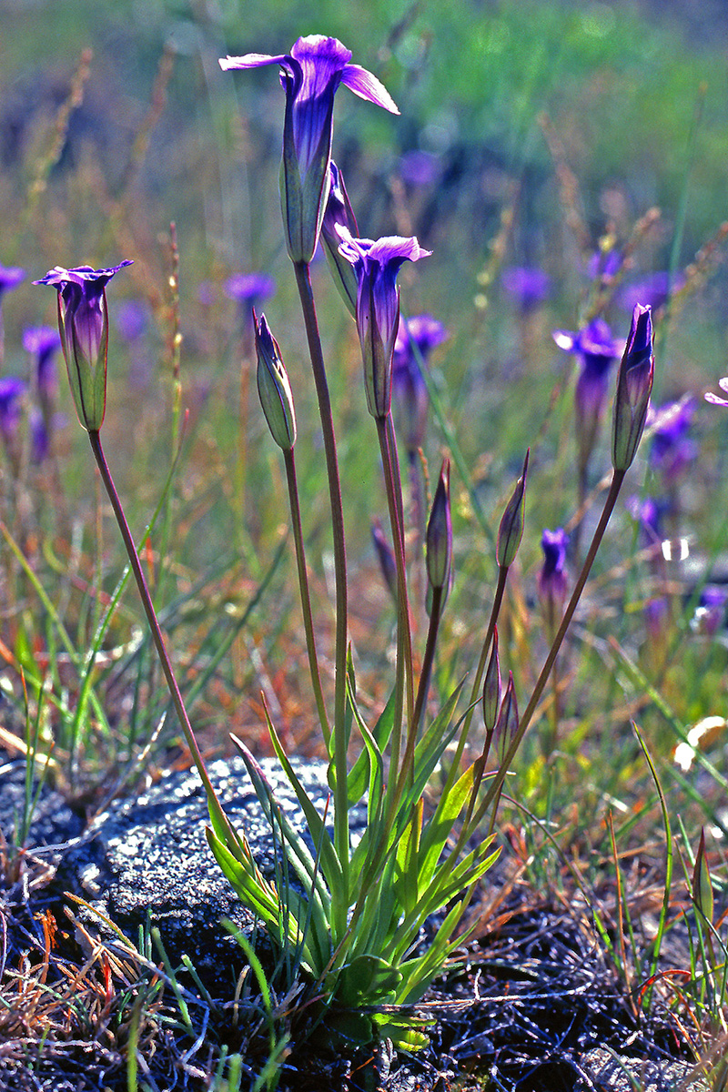 Gentianaceae Gentianopsis detonsa