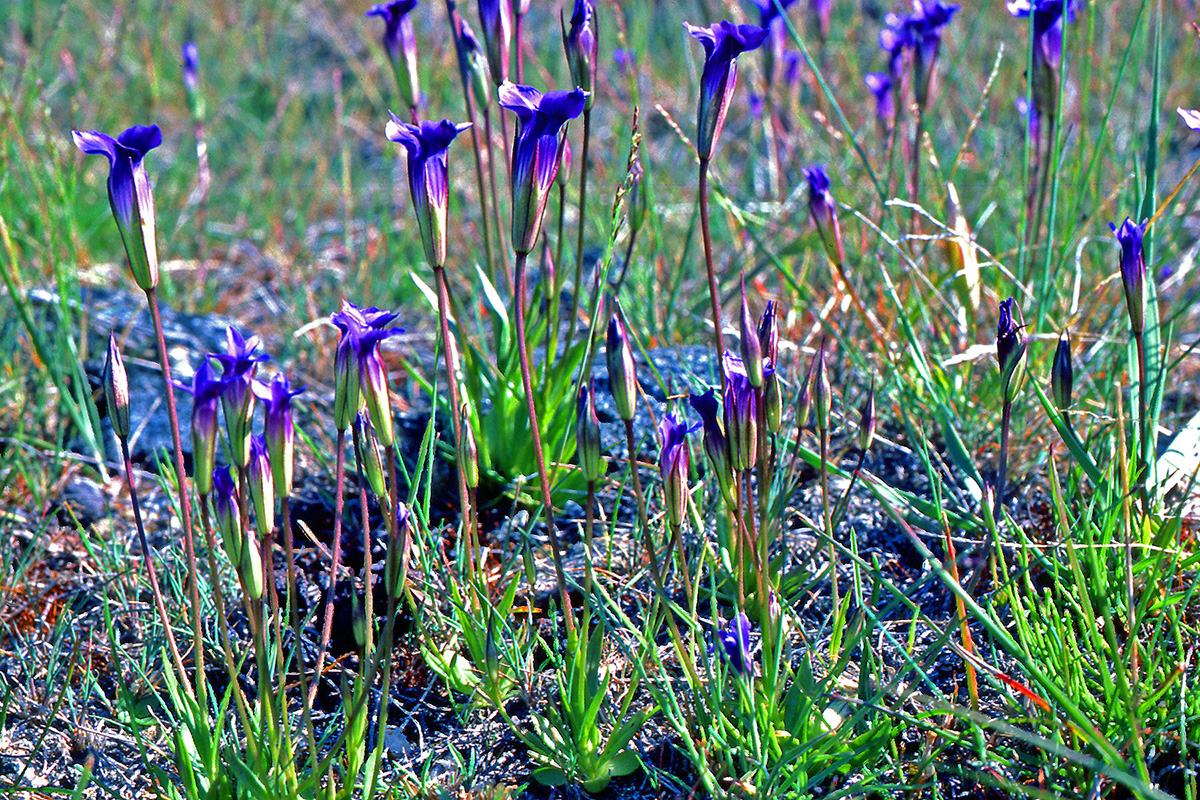Gentianaceae Gentianopsis detonsa