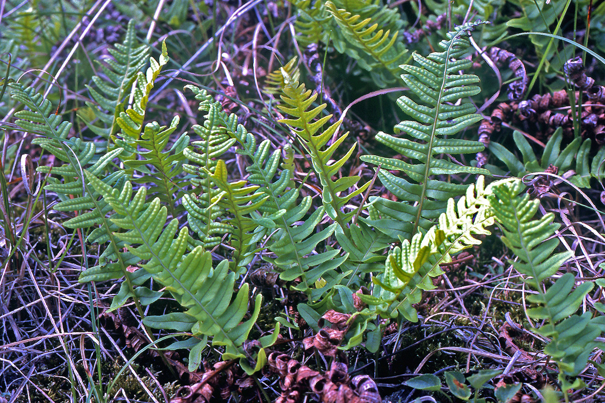 Polypodiaceae Polypodium vulgare