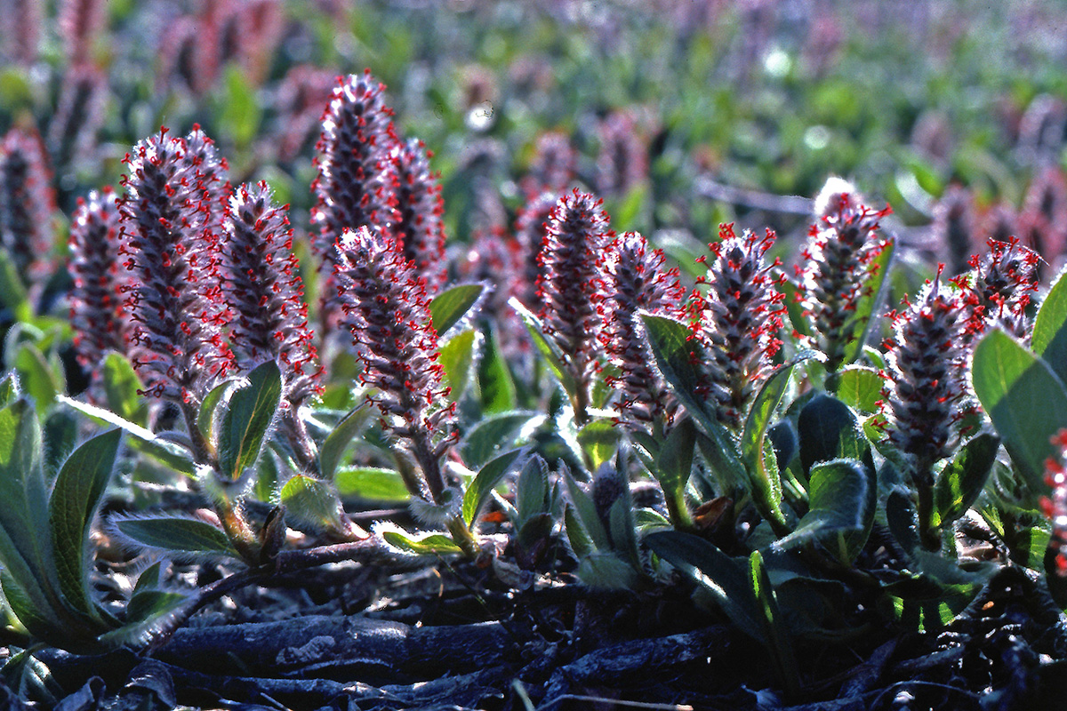 Salicaceae Salix arctica