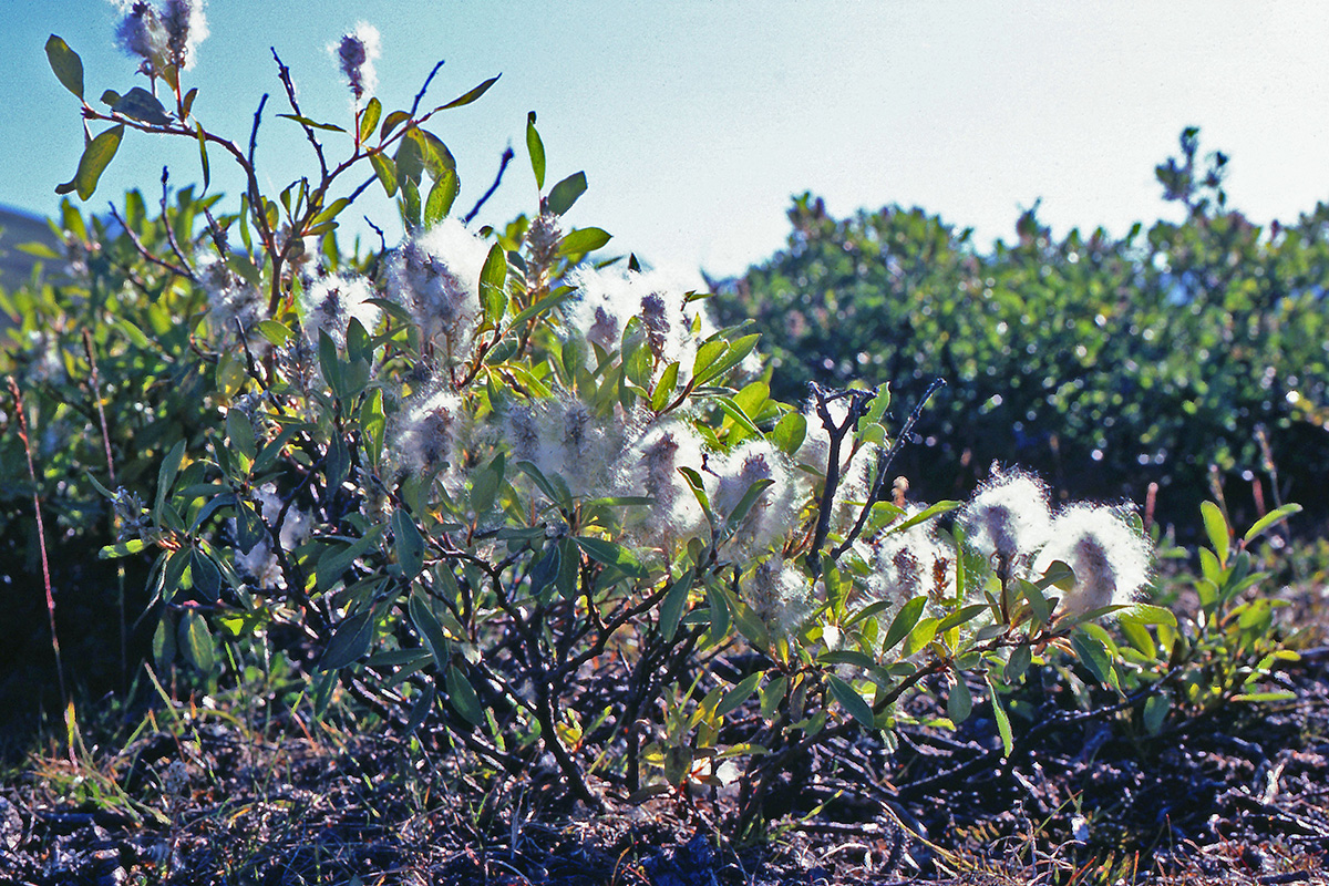 Salicaceae Salix arctica