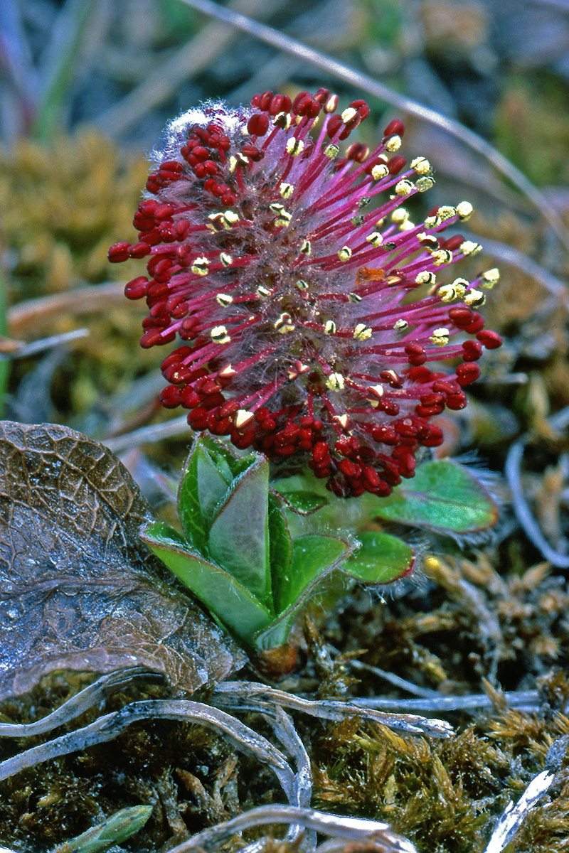 Salicaceae Salix arctica