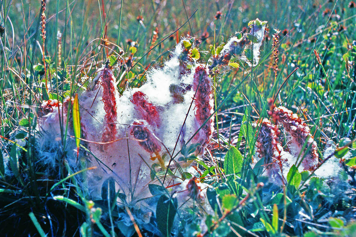 Salicaceae Salix arctophila