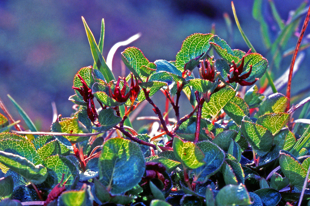 Salicaceae Salix herbacea