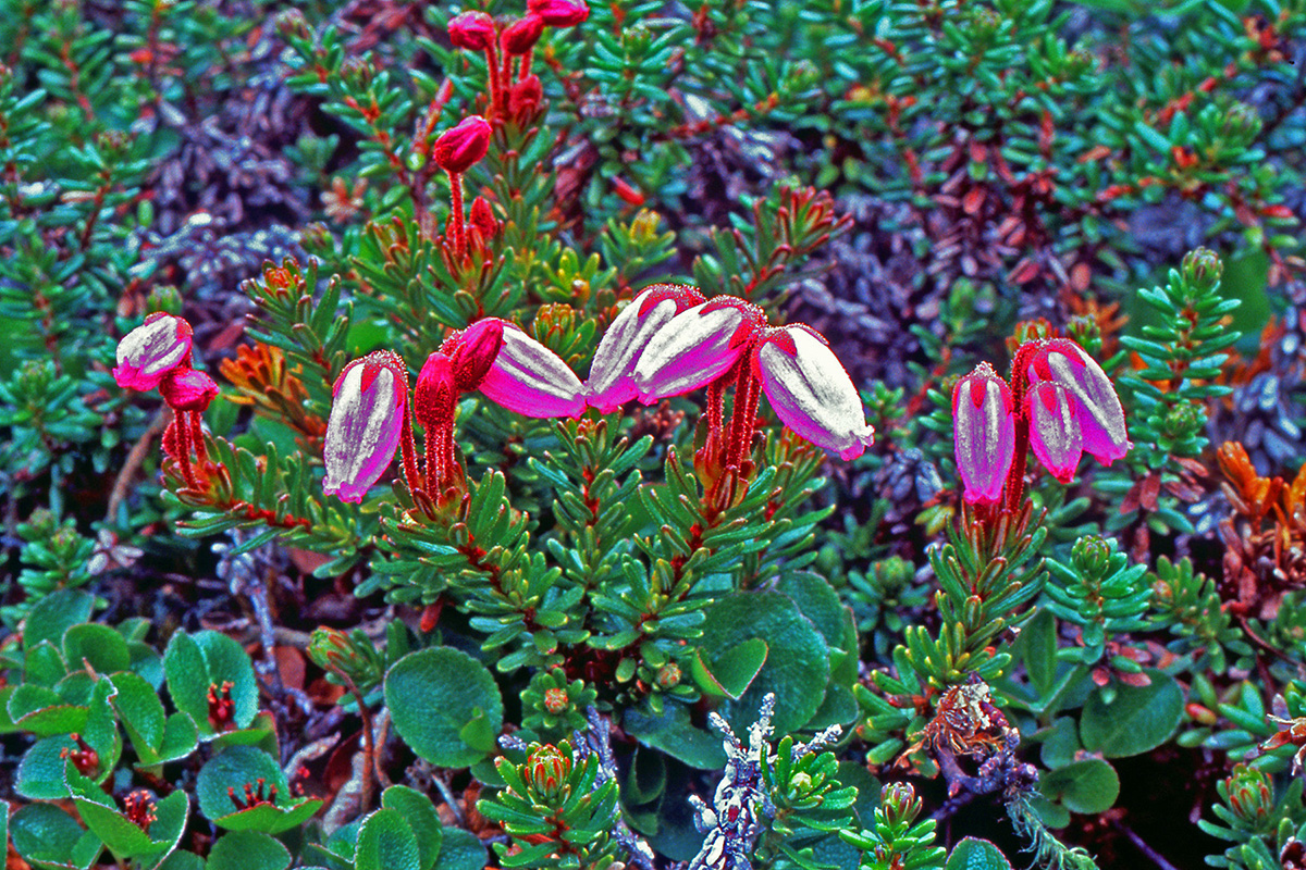 Ericaceae Phyllodoce caerulea