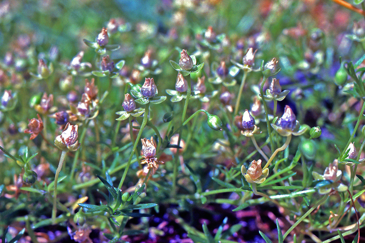 Caryophyllaceae Sagina procumbens