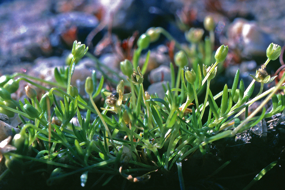 Caryophyllaceae Sagina procumbens