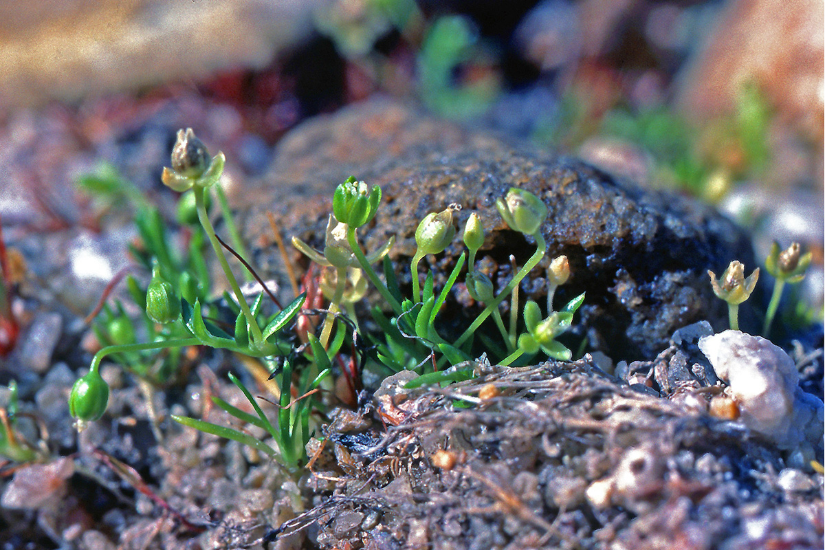 Caryophyllaceae Sagina procumbens