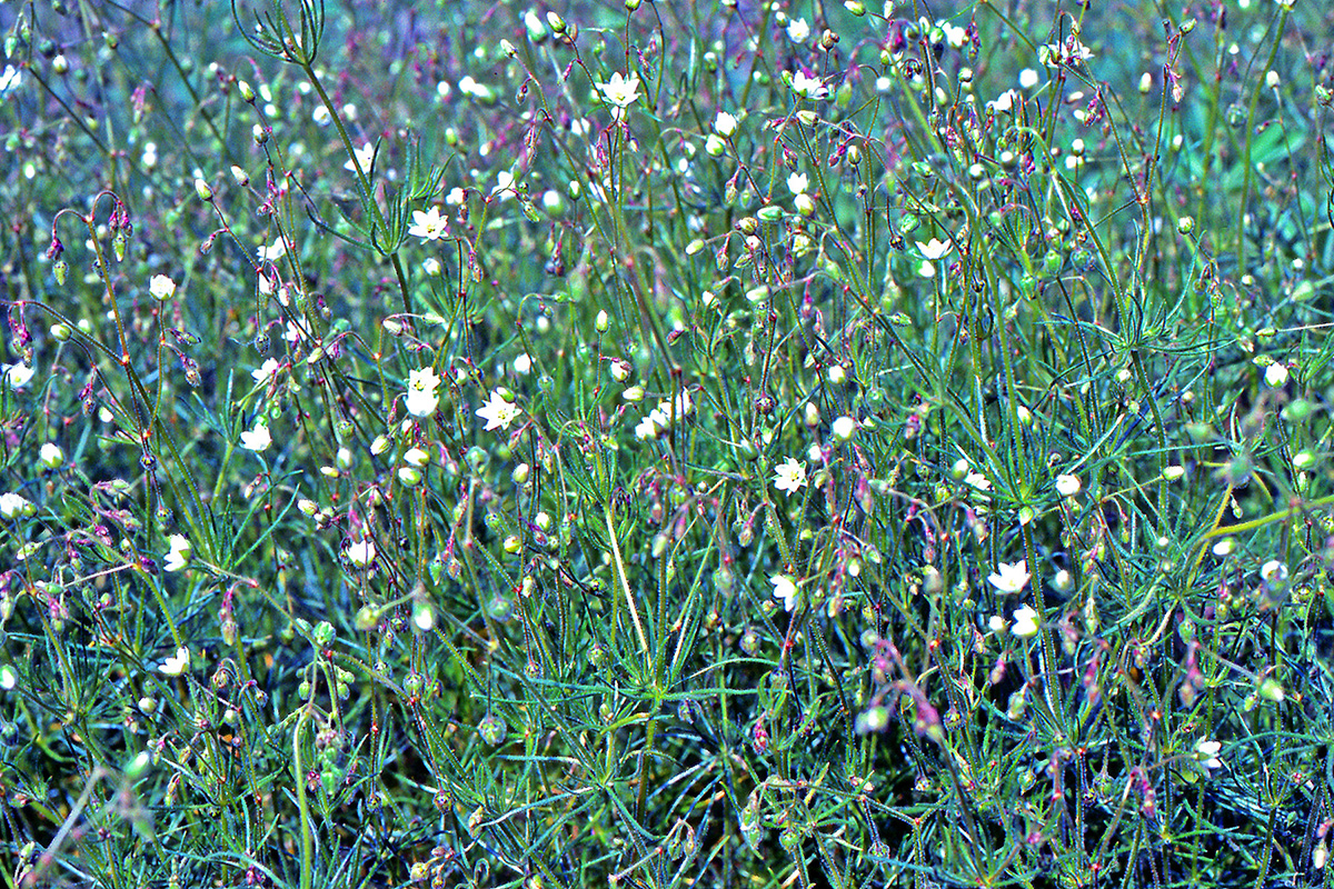 Caryophyllaceae Spergula arvensis
