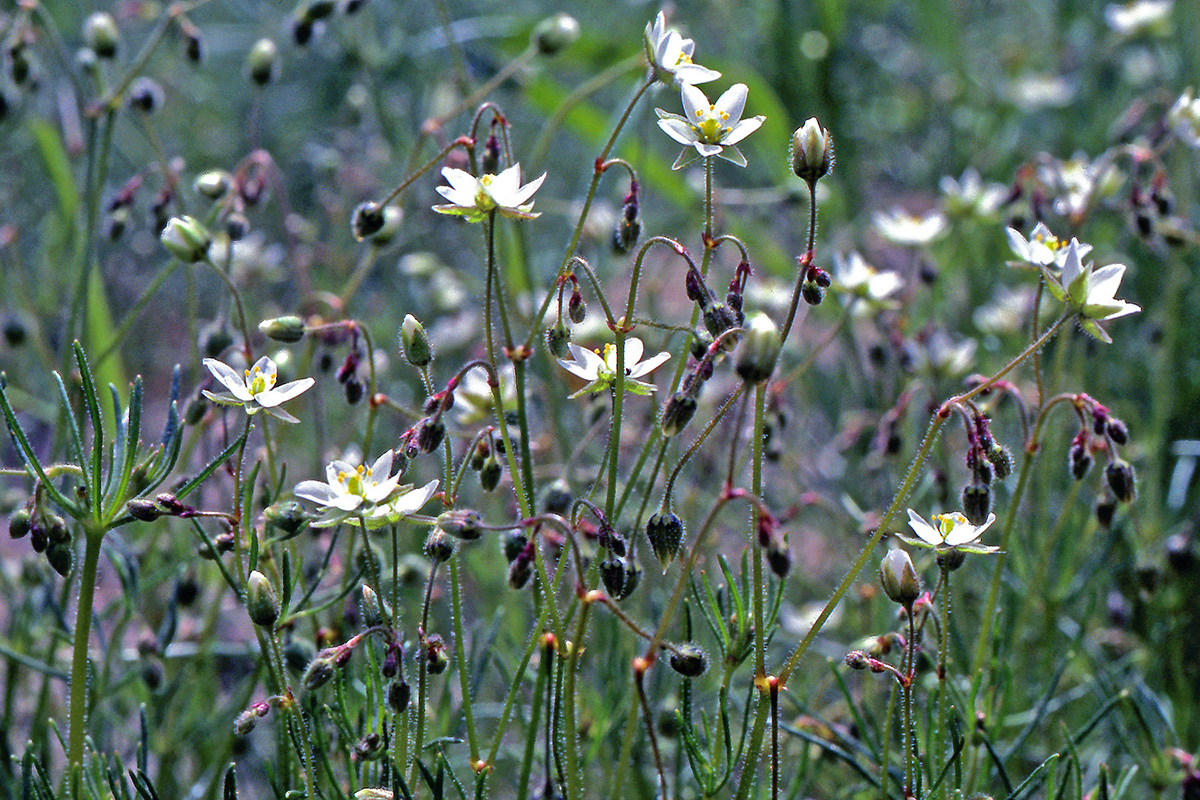 Caryophyllaceae Spergula arvensis