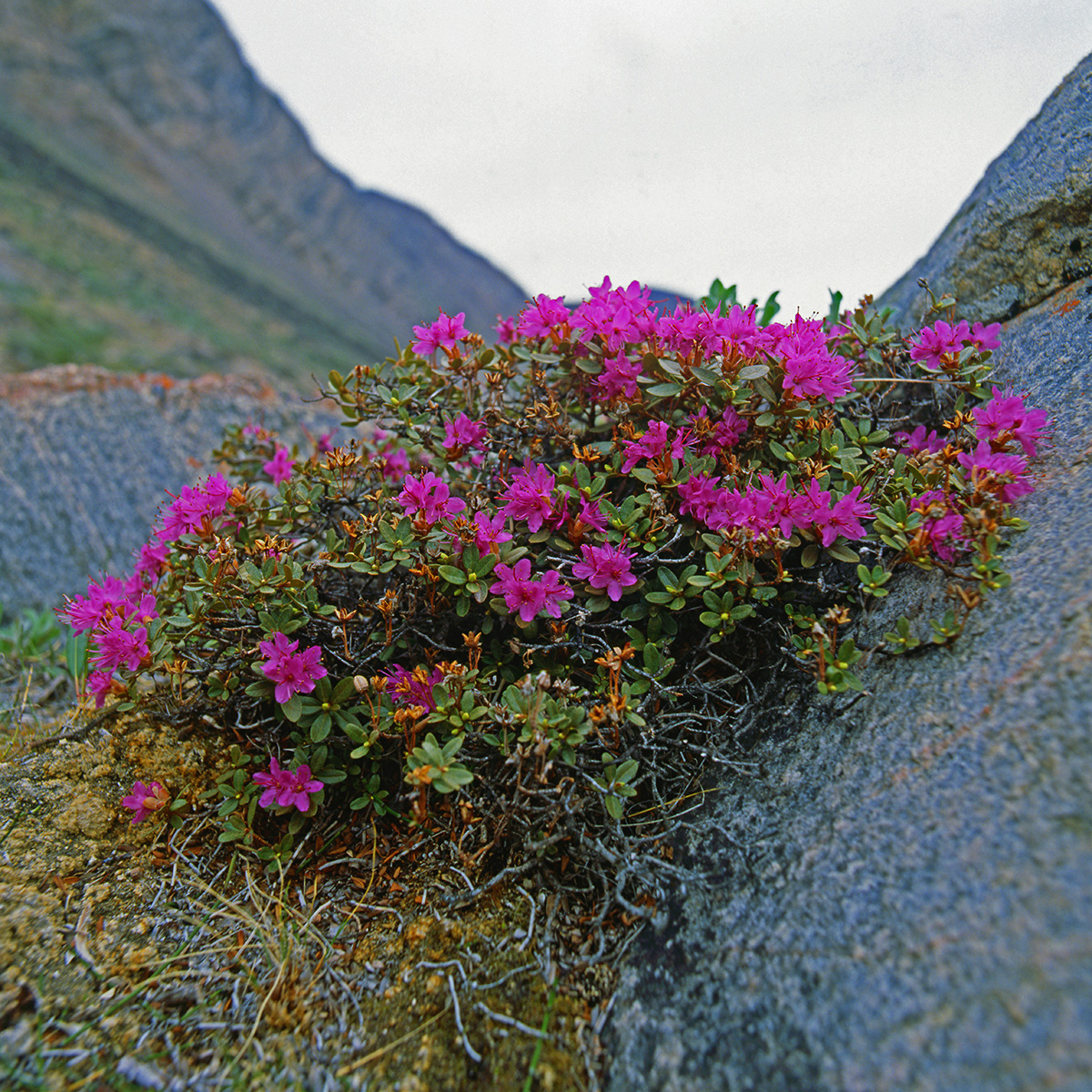 Ericaceae Rhododendron lapponicum