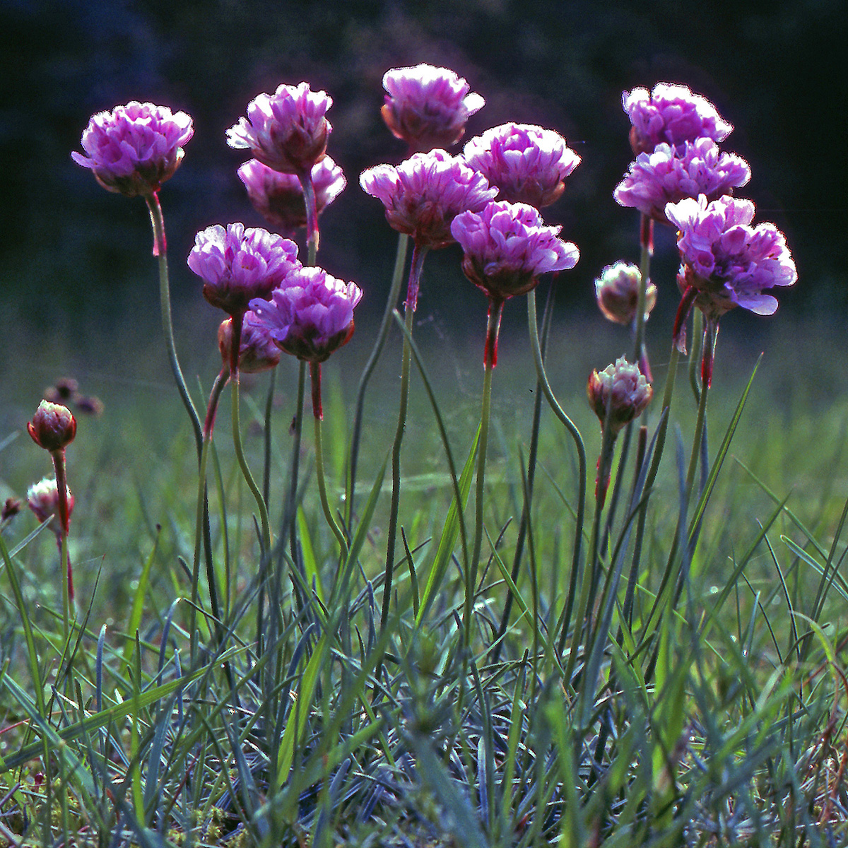 Plumbaginaceae Armeria maritima