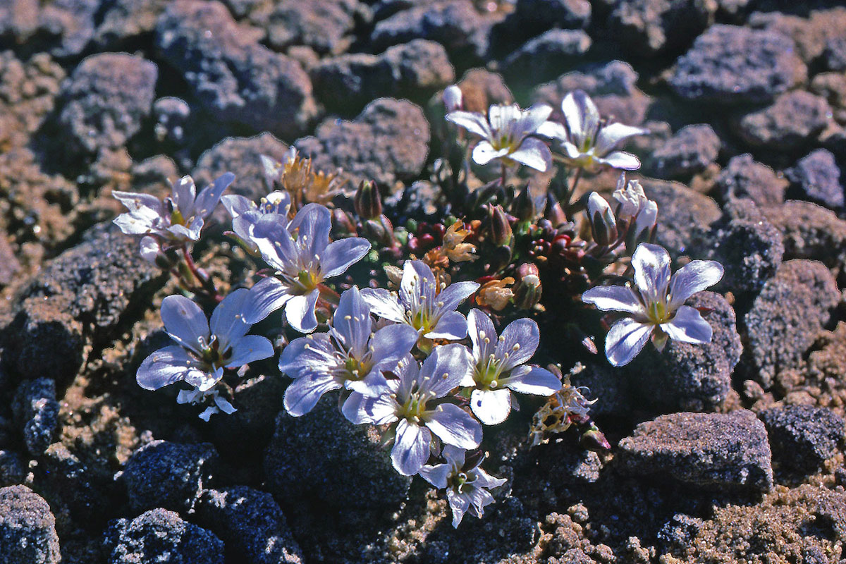 Caryophyllaceae Arenaria pseudofrigida