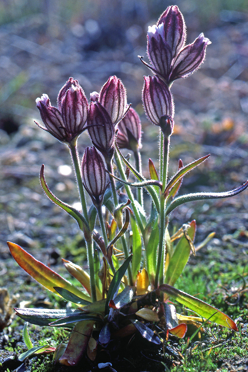 Caryophyllaceae Silene taimyrensis