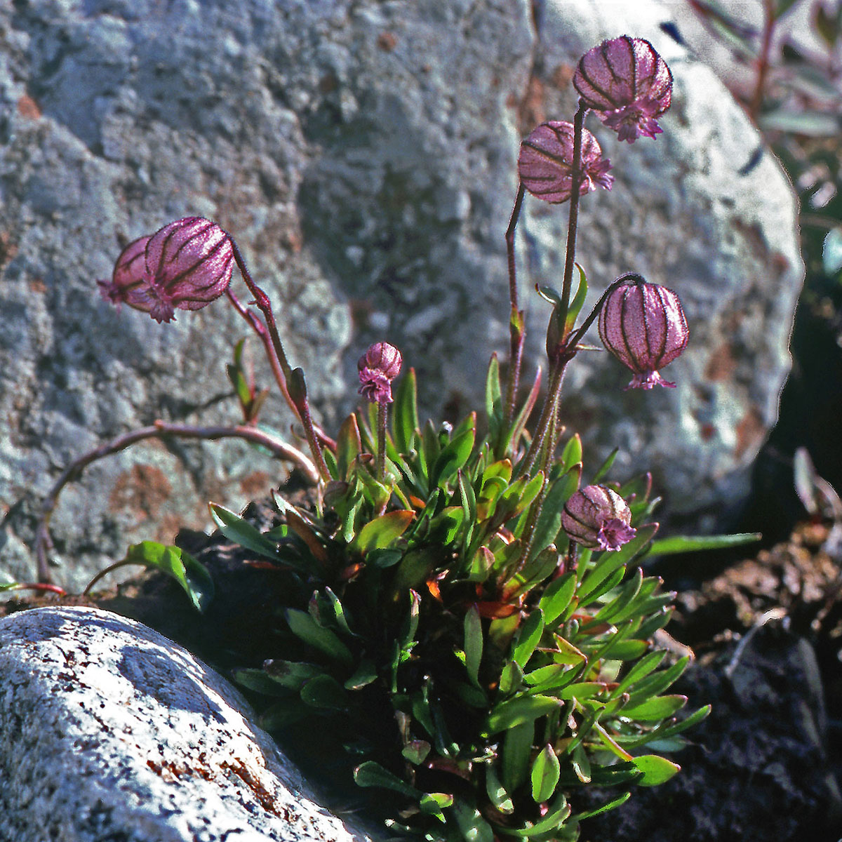 Caryophyllaceae Silene uralensis