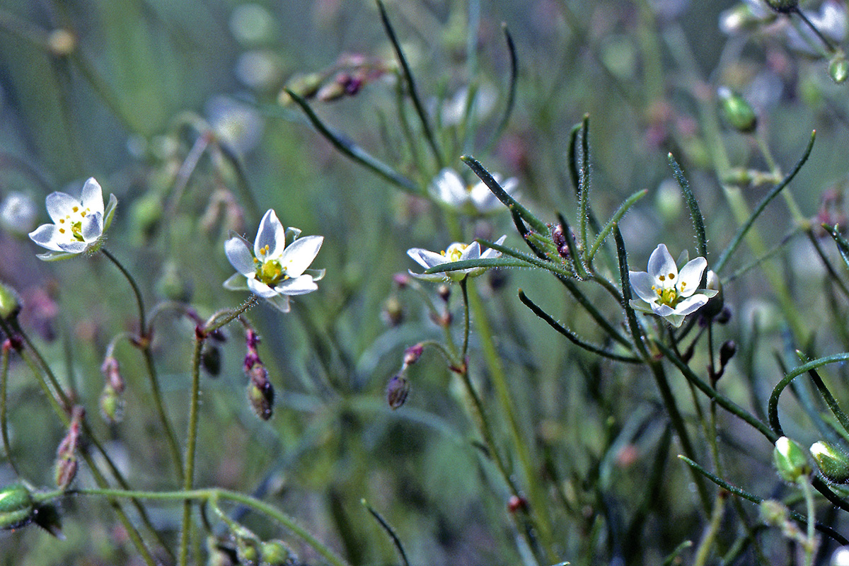 Caryophyllaceae Spergula arvensis