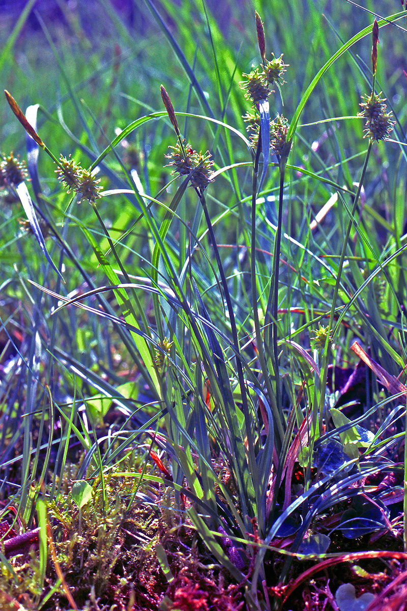 Cyperaceae Carex viridula