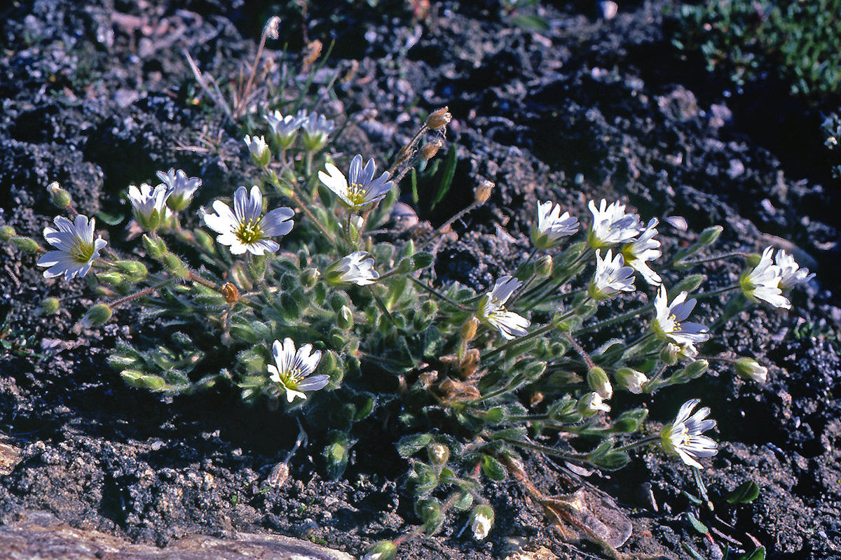Caryophyllaceae Cerastium arcticum