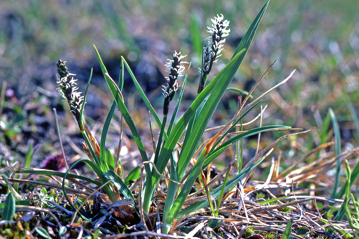 Cyperaceae Carex bigelowii