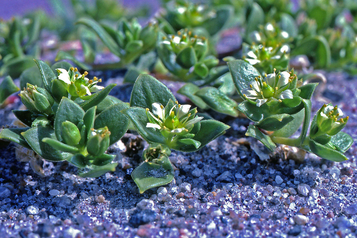 Caryophyllaceae Honckenya peploides