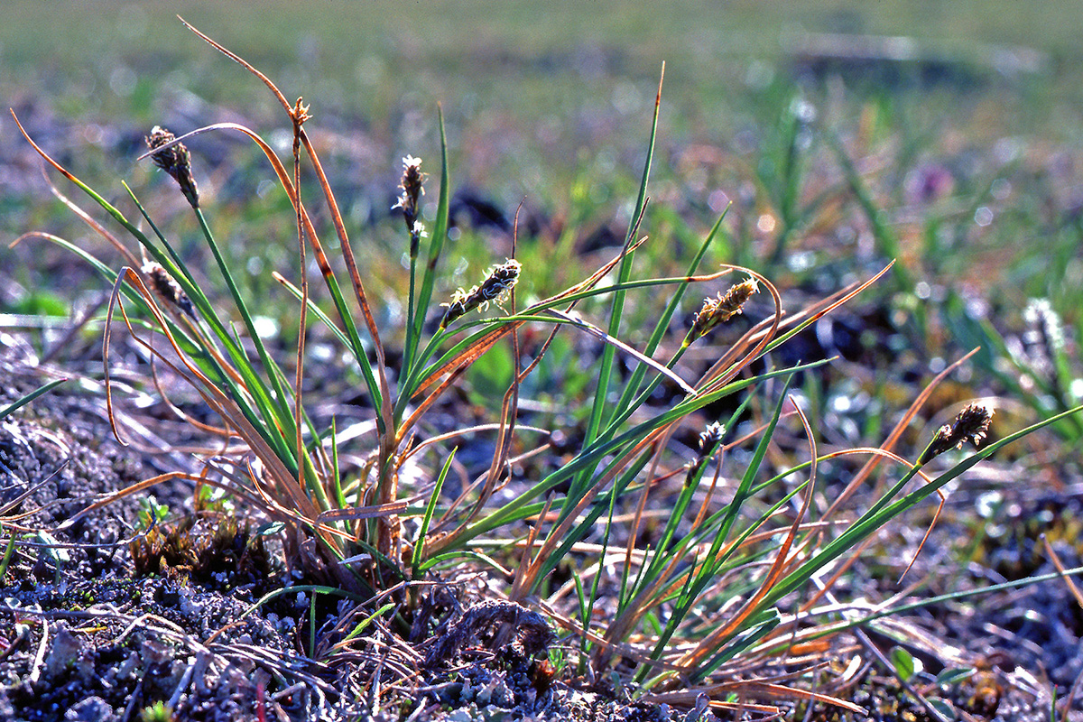 Cyperaceae Carex lachenalii