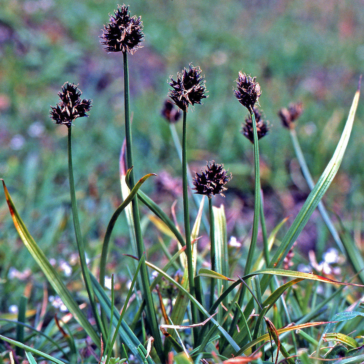 Cyperaceae Carex macloviana