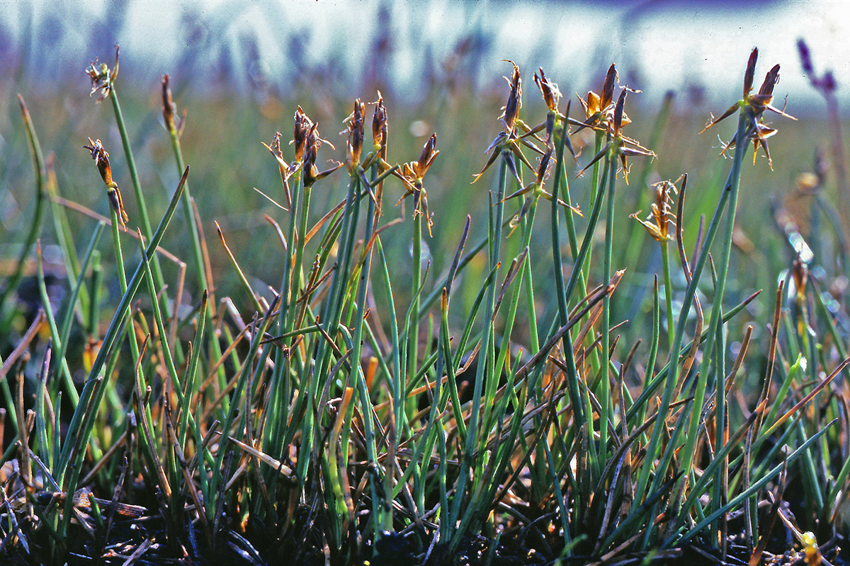 Cyperaceae Carex microglochin