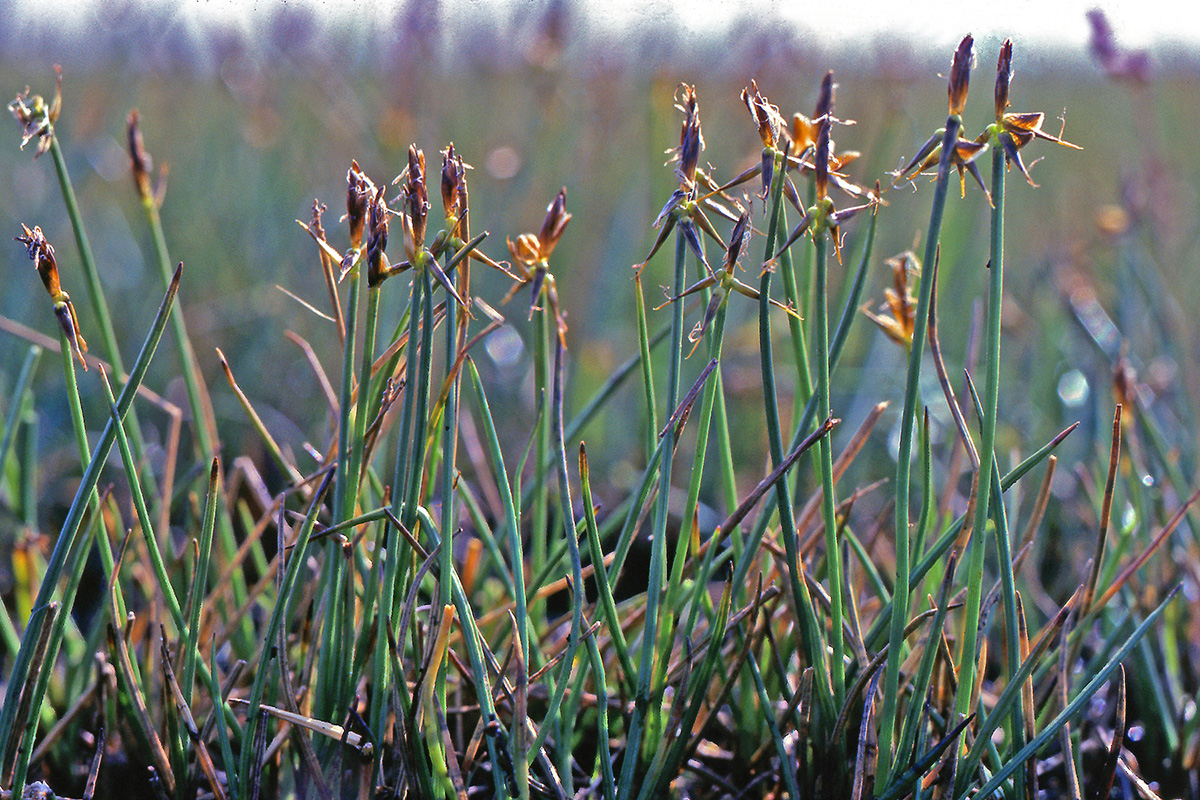 Cyperaceae Carex microglochin