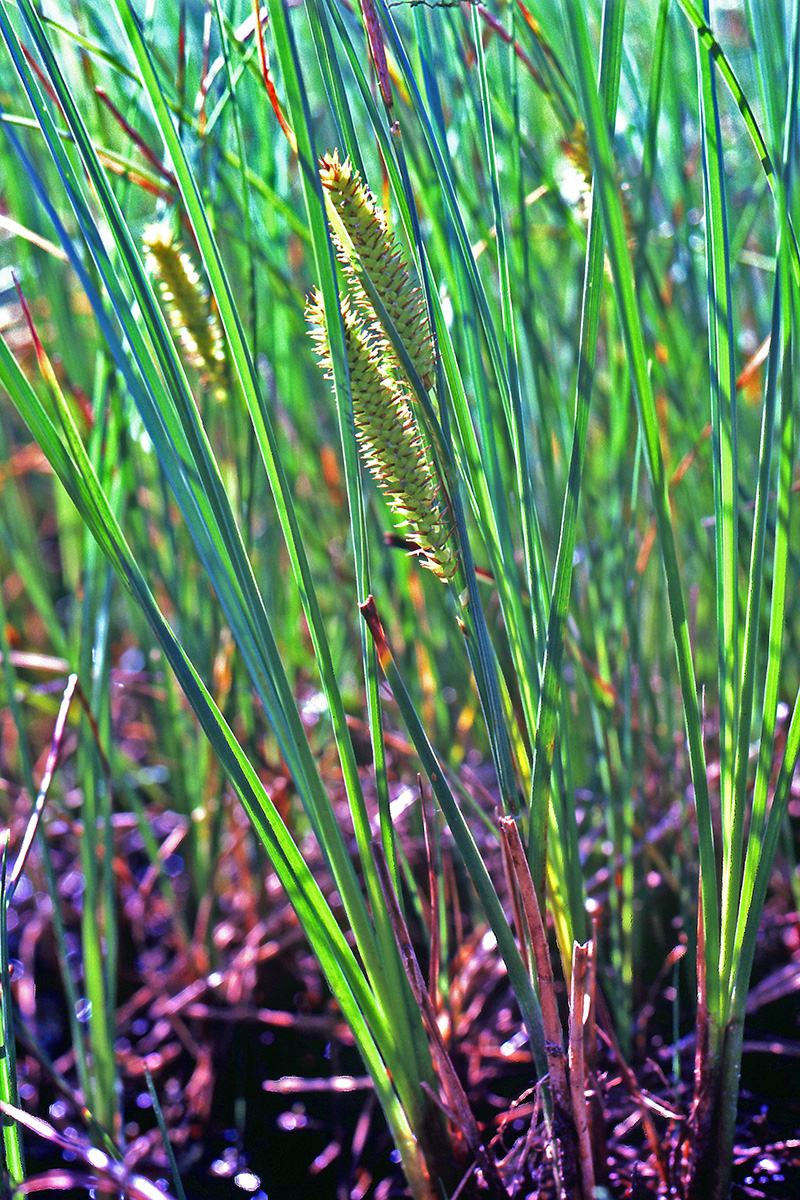 Cyperaceae Carex rostrata