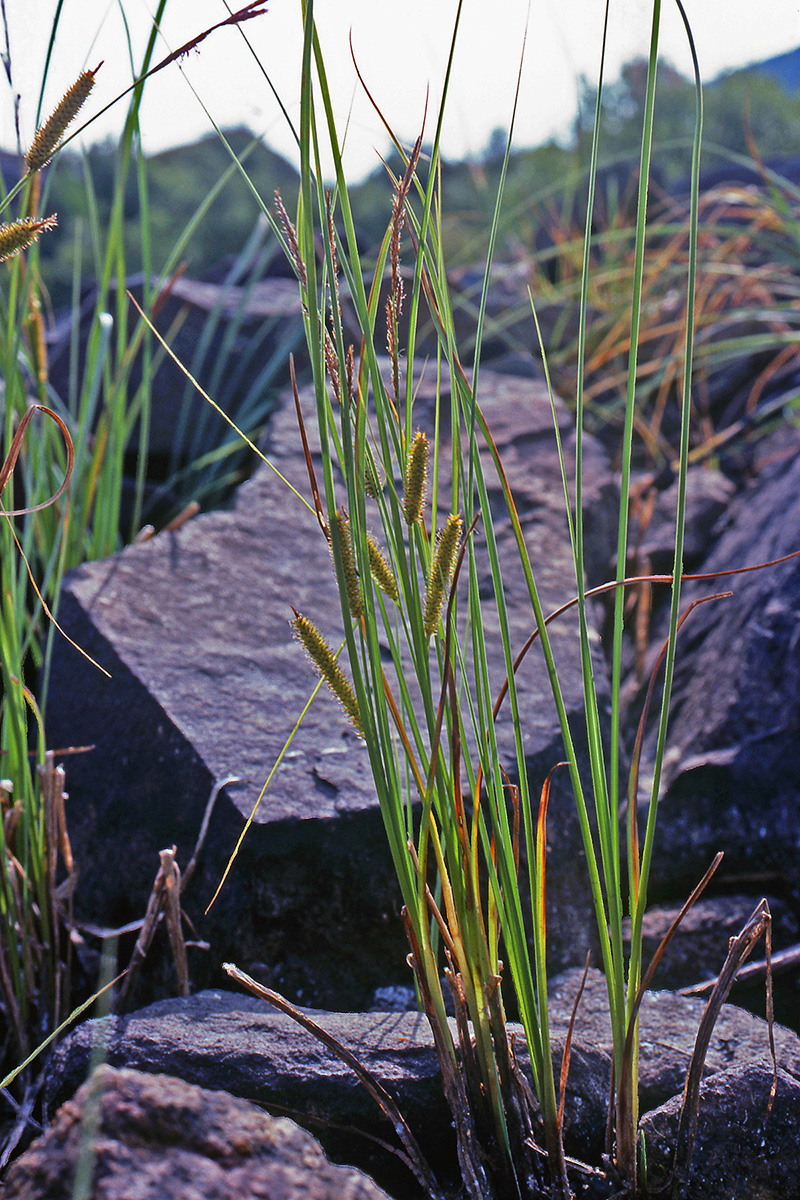 Cyperaceae Carex rostrata