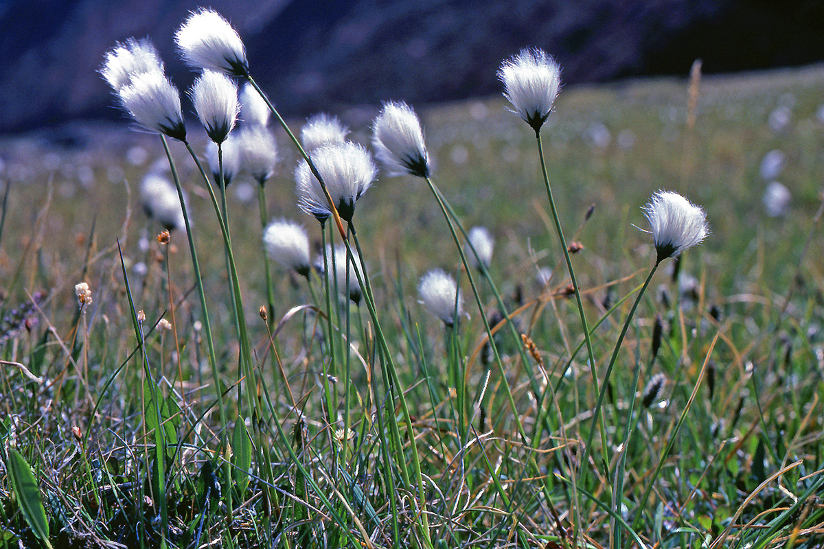 Cyperaceae Eriophorum callitrix