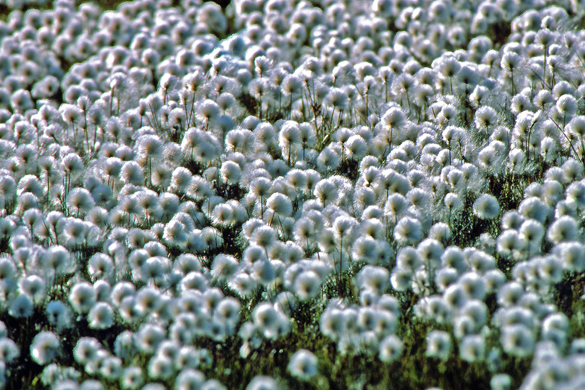 Cyperaceae Eriophorum scheuchzeri