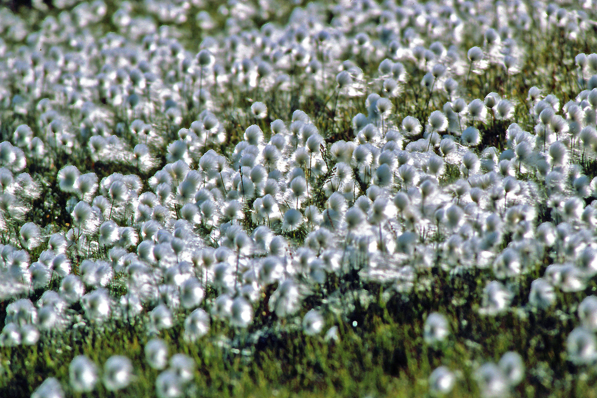 Cyperaceae Eriophorum scheuchzeri