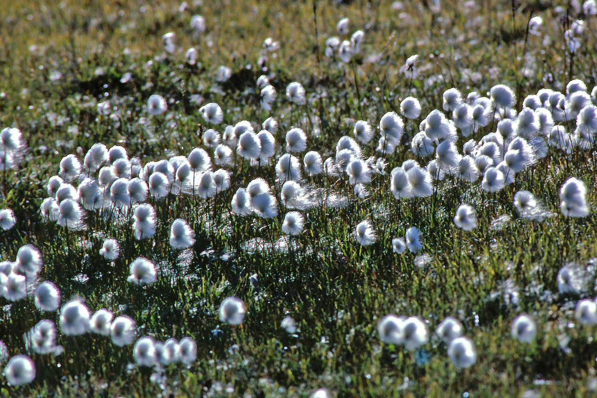 Cyperaceae Eriophorum scheuchzeri