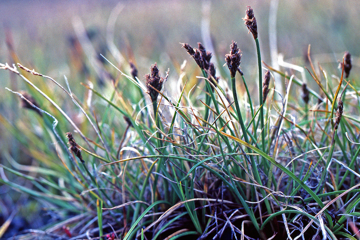 Cyperaceae Kobresia simpliciuscula