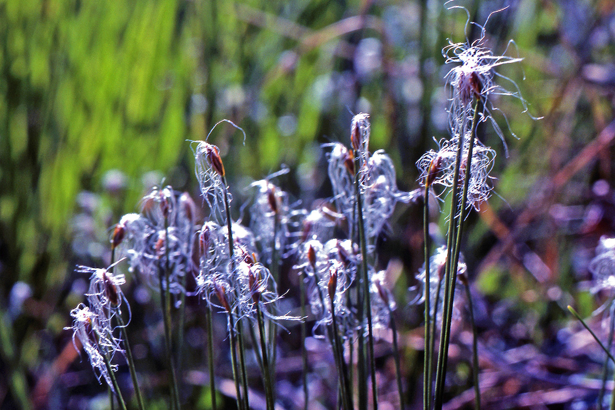 Cyperaceae Trichophorum alpinum