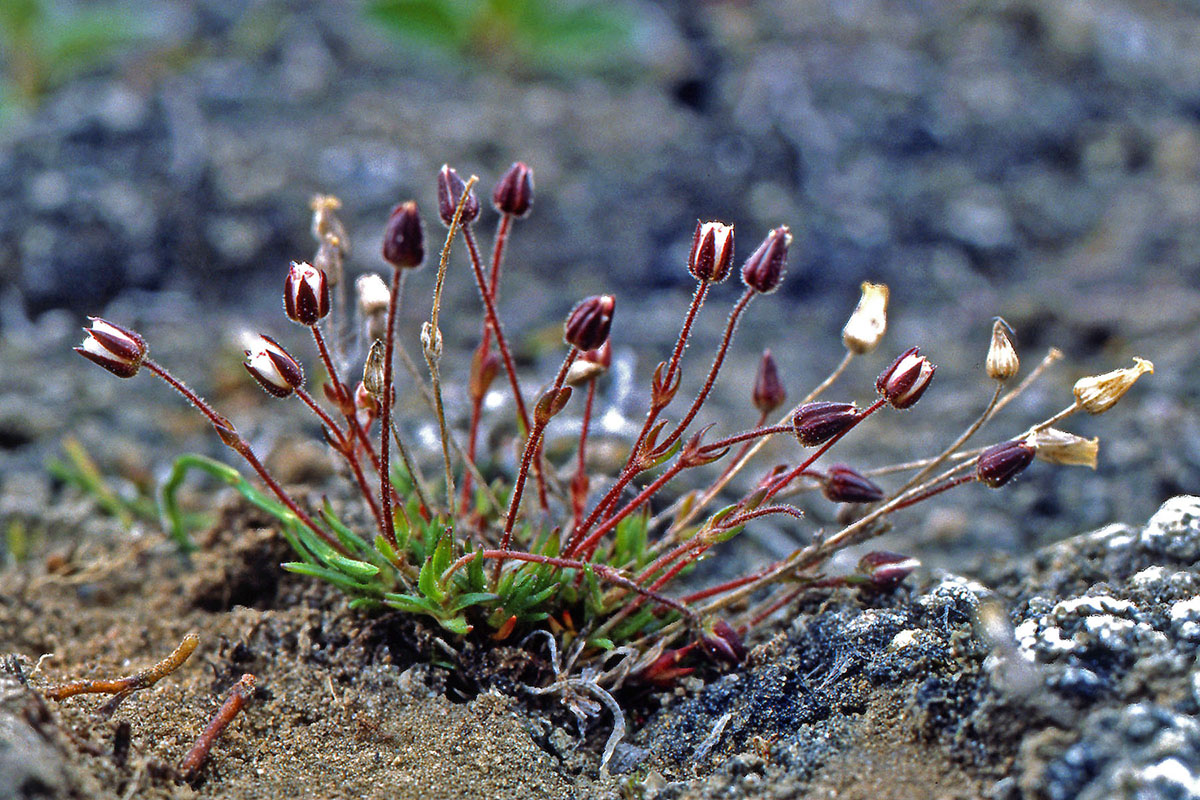 Caryophyllaceae Minuartia rubella