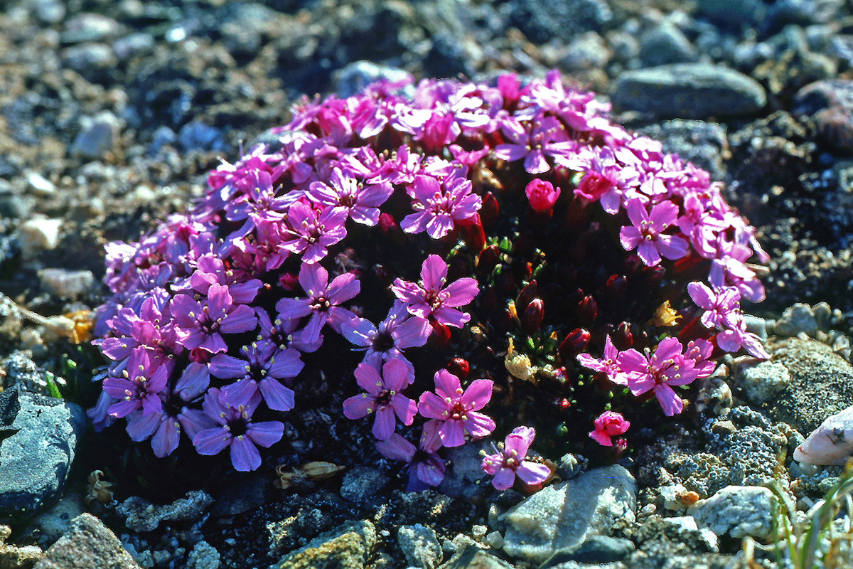 Caryophyllaceae Silene acaulis