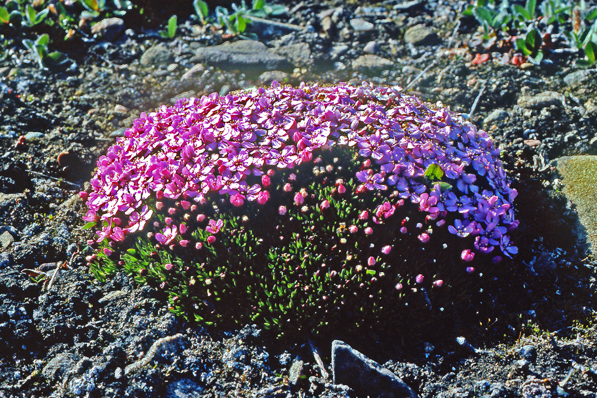 Caryophyllaceae Silene acaulis