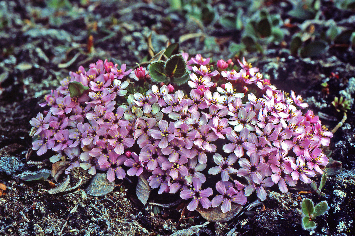 Caryophyllaceae Silene acaulis