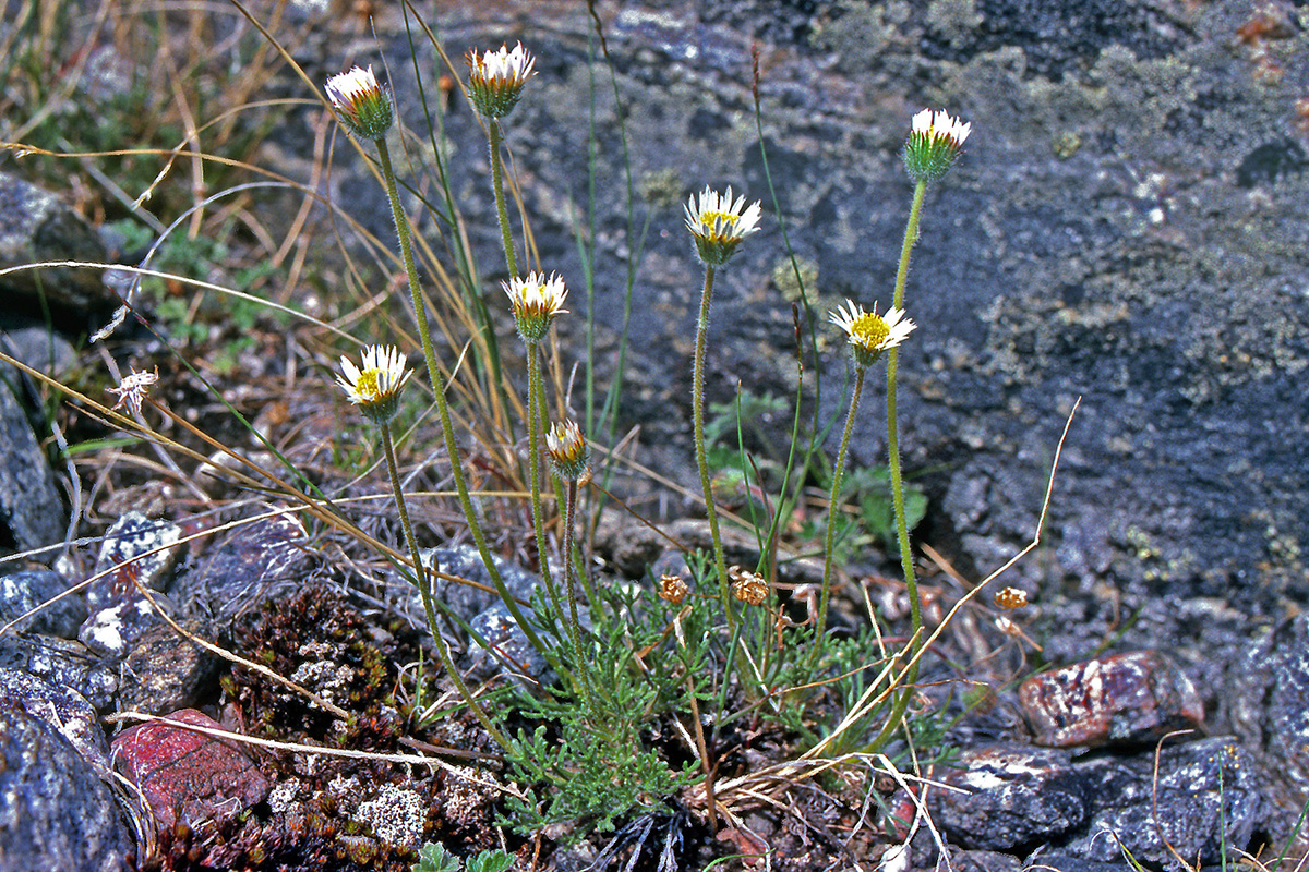 Asteraceae Erigeron compositus