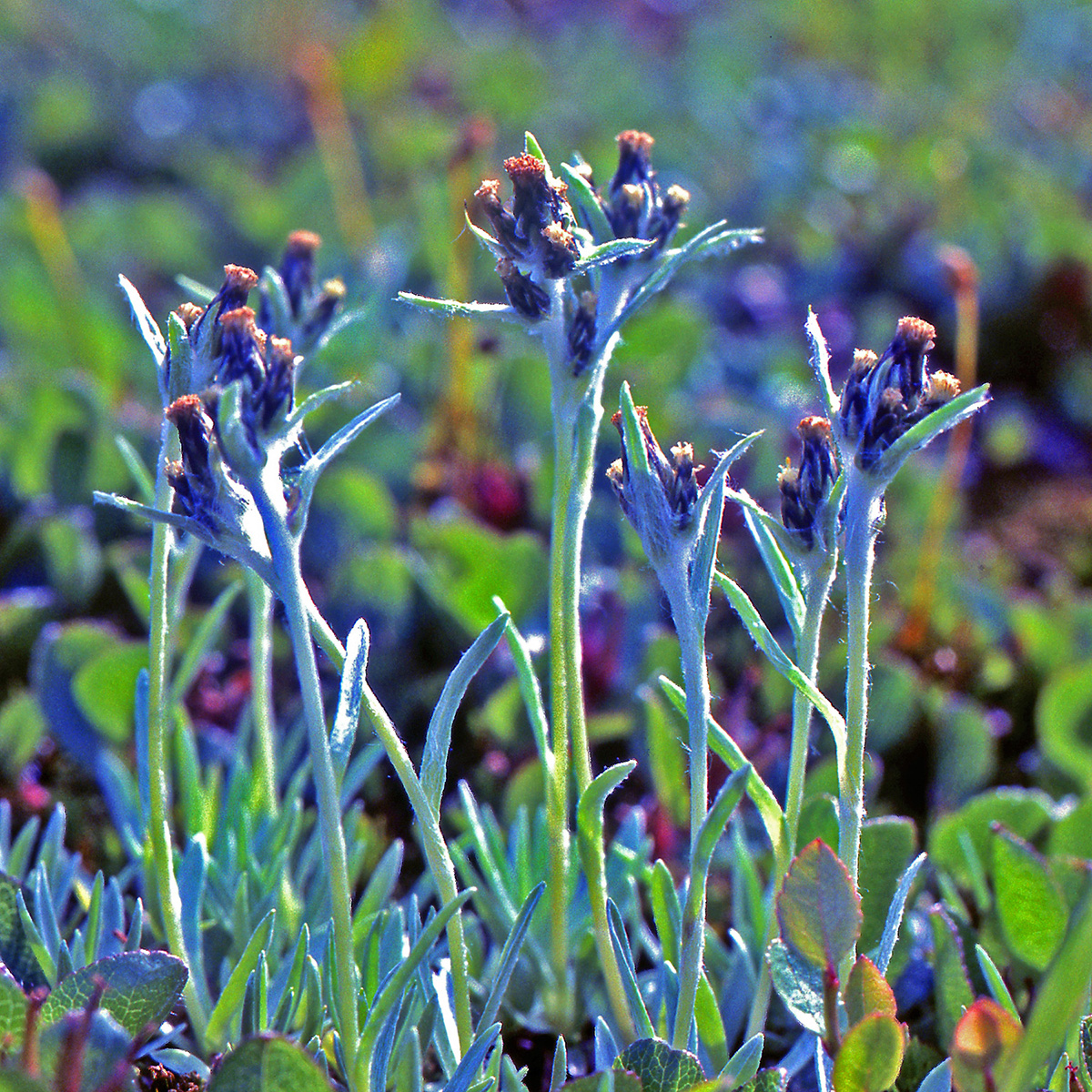 Asteraceae Omalotheca supina