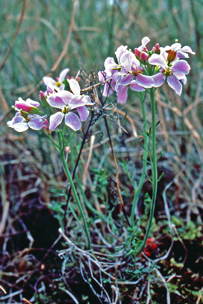 Brassicaceae Cardamine pratensis