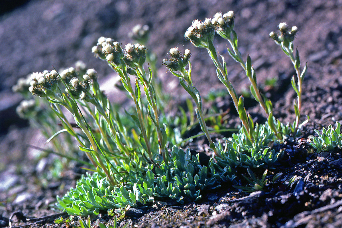 Asteraceae Antennaria porsildii